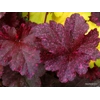 Heuchera 'Midnight Rose'