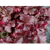Heuchera 'Midnight Rose'