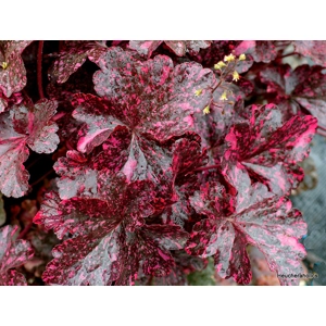 Heuchera 'Midnight Rose'