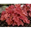 Heuchera 'Peachberry Ice'