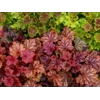 Heuchera 'Peachberry Ice'