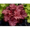 Heuchera 'Peachberry Ice'