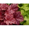 Heuchera 'Peachberry Ice'