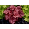 Heuchera 'Peachberry Ice'