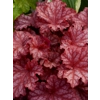 Heuchera 'Peachberry Ice'