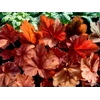 Heuchera 'Peachberry Ice'