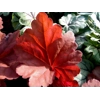 Heuchera 'Peachberry Ice'