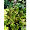 Heucherella 'Eye Spy'