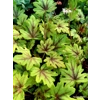 Heucherella 'Eye Spy'