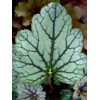 Heuchera 'Venus'