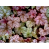 Heuchera 'Pinot Gris'