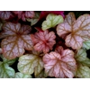 Heuchera 'Pinot Gris'