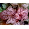 Heuchera 'Pinot Gris'