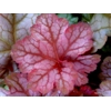 Heuchera 'Pinot Gris'