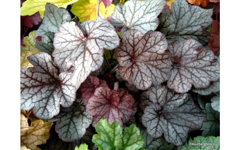 Heuchera 'Northern Exposure Silver'