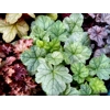 Heuchera 'Spearmint'