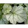Heuchera 'Spearmint'