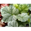 Heuchera 'Spearmint'