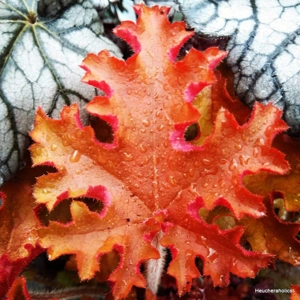 Heuchera 'Orangeberry'