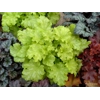 Heuchera 'Apple Twist'