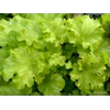 Heuchera 'Apple Twist'