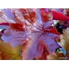 Heuchera 'Maple Leaf'