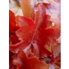 Heuchera 'Maple Leaf'