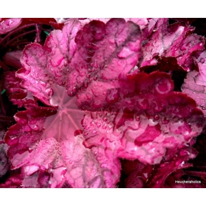 Heuchera 'Wild Rose'