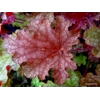 Heuchera 'Ginger Peach'
