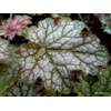Heuchera 'Ginger Ale'