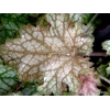 Heuchera 'Ginger Ale'