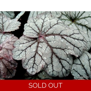Heuchera 'Sugar Plum'