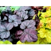 Heuchera 'Grape Expectations'