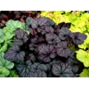 Heuchera 'Grape Expectations'
