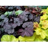 Heuchera 'Grape Expectations'