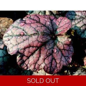 Heuchera 'Grape Expectations'
