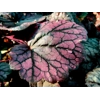 Heuchera 'Grape Expectations'