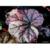 Heuchera 'Grape Expectations'