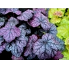 Heuchera 'Grape Expectations'