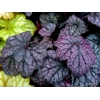 Heuchera 'Grape Expectations'