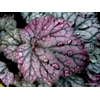 Heuchera 'Grape Expectations'
