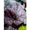Heuchera 'Grape Expectations'