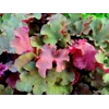 Heuchera 'Tangerine Wave'