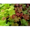 Heuchera 'Tangerine Wave'