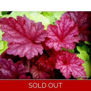 Heuchera 'Peachberry Ice'