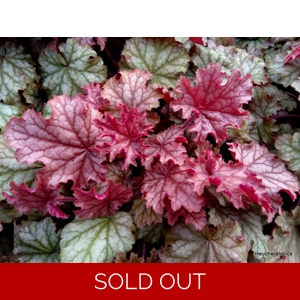 Heuchera World Cafe ' Ameretto'