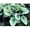 Brunnera 'Alchemy Silver'