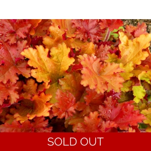 Heuchera 'Amber Sea'