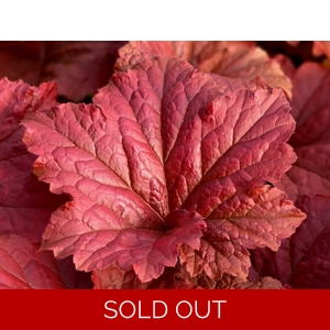 Heuchera 'Bloody Dinosaur'