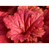 Heuchera 'Bloody Dinosaur'